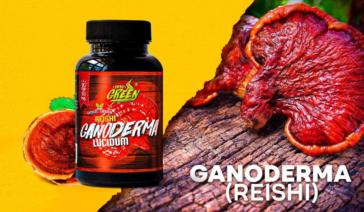 Ganoderma o Reishi: beneficios y contraindicaciones – ENERGY GREEN
