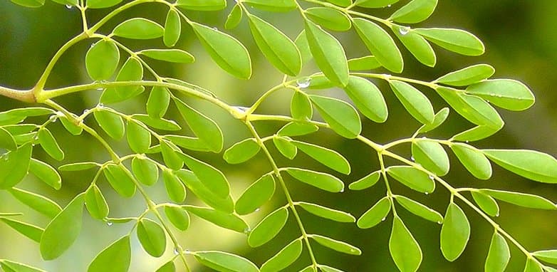 Comprar Moringa: beneficios y contraindicaciones