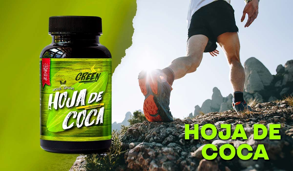 La hoja de coca, valor nutricional, efectos y contraindicaciones – ENERGY GREEN