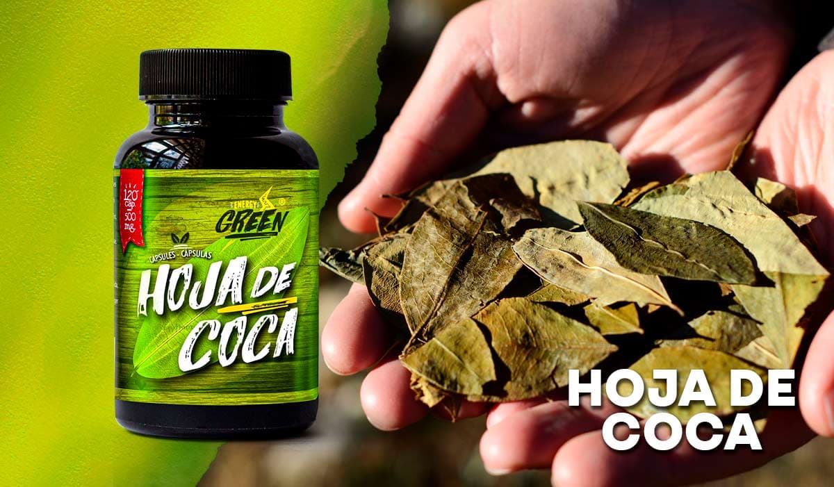Hojas de coca: Energizante físico y mental milenario – ENERGY GREEN