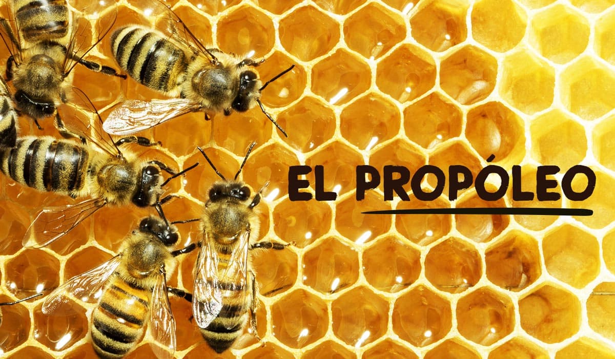 PROPÓLEOS: USOS Y GRANDES BENEFICIO